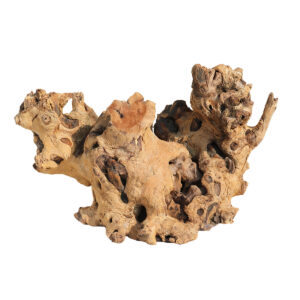 RADICI  MARINE ESOTICHE