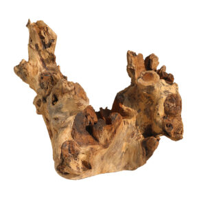 RADICI  MARINE ESOTICHE